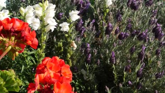 丁香薰衣草花，天然植物学特写背景。春晨花园紫花开，美国加州家庭园艺。丁香春天植物群。柔和聚焦的紫罗兰