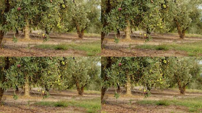 树枝上的橄榄果。橄榄树上生长的水果