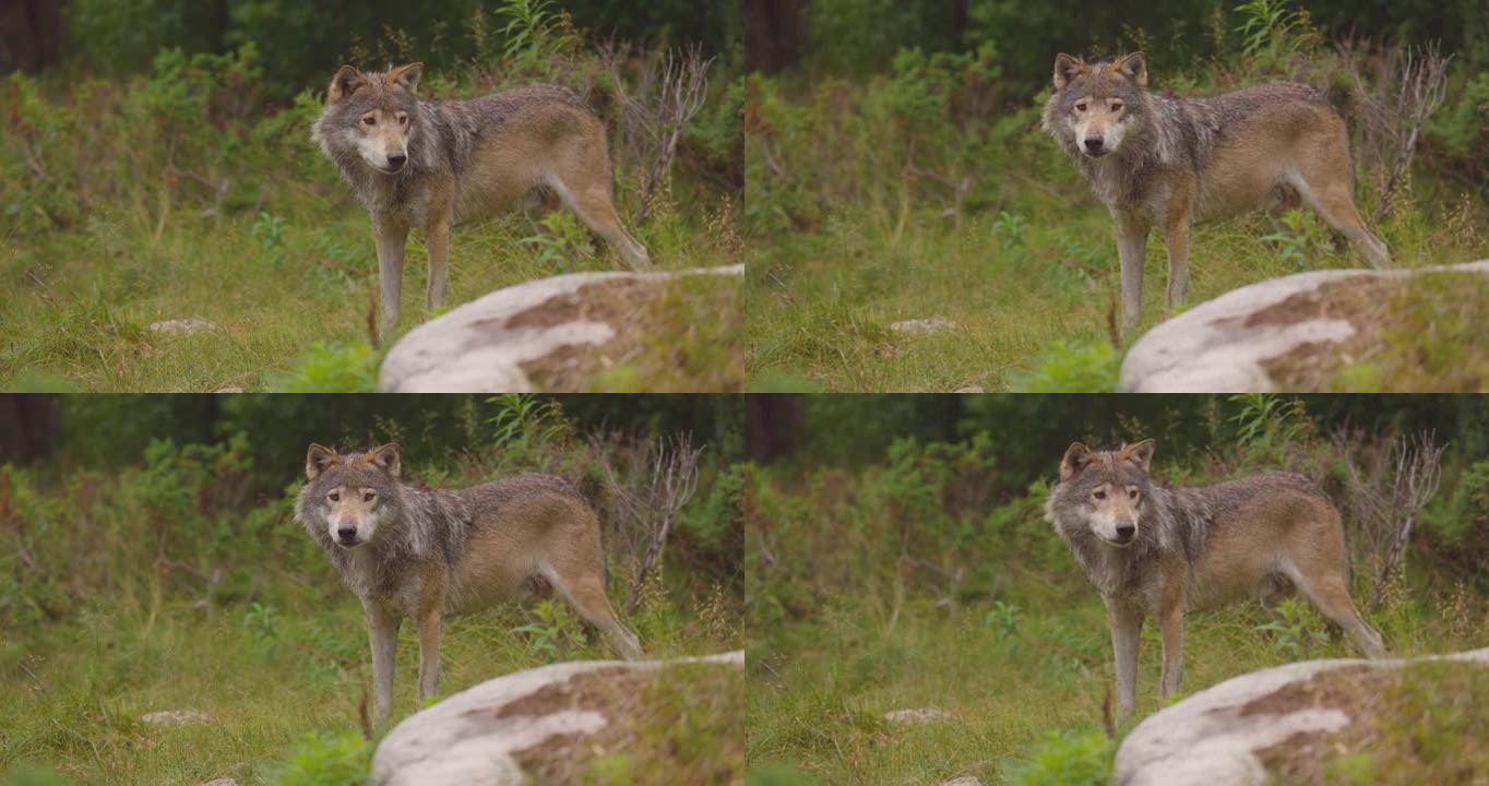 一只大型雄性灰狼站在森林里的特写镜头