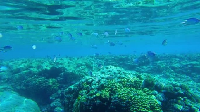 (Amblyglyphidodon leucogaster) 燕鱼在珊瑚的背景下游动。红海埃及