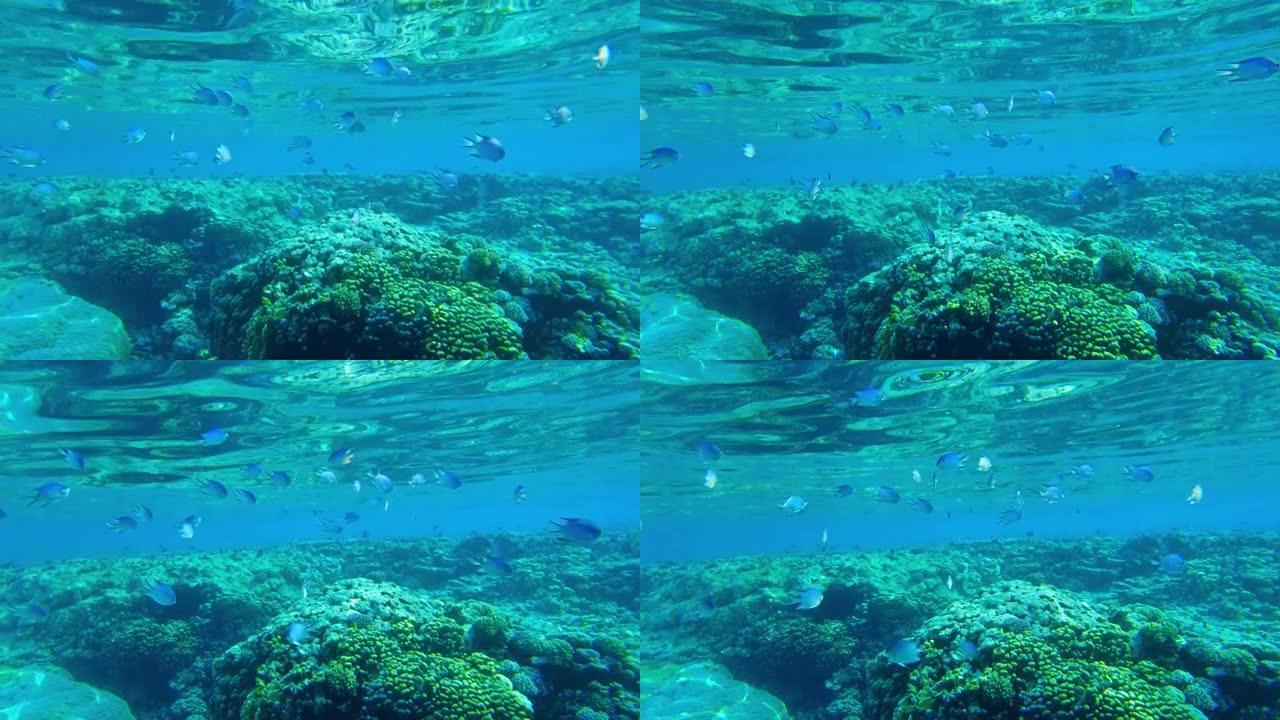(Amblyglyphidodon leucogaster) 燕鱼在珊瑚的背景下游动。红海埃及