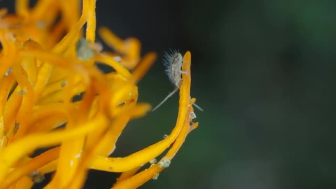 在爱沙尼亚的冬虫夏草真菌上仔细观察springtail bug