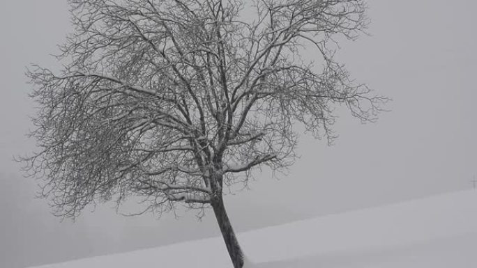 孤独的树上下了大雪