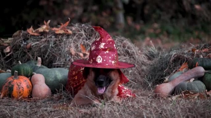 狗躺在红色帽子和巫师斗篷的绿色和橙色南瓜附近的干草上。
