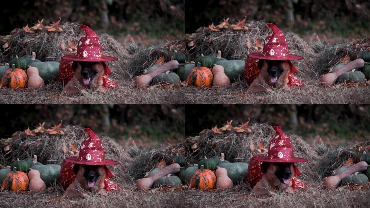 狗躺在红色帽子和巫师斗篷的绿色和橙色南瓜附近的干草上。