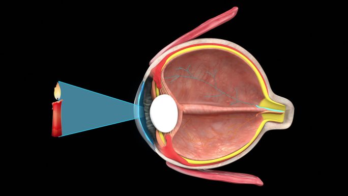 眼球成像眼睛结构内部