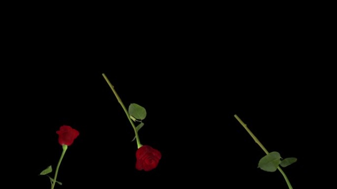 玫瑰环4K红玫瑰浪漫花朵特效