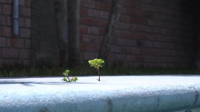 在混凝土地板上生长的一棵小树和植被的特写镜头。寻求在最少思考的地方出生的生活观念