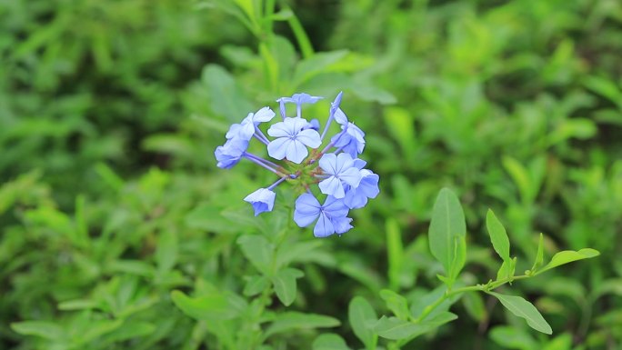 深圳陌上花公园蓝雪花