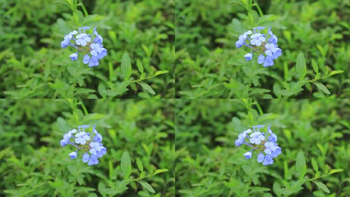 深圳陌上花公园蓝雪花