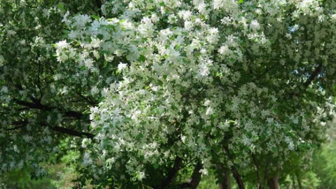 大枝上有白色的苹果树花，在阳光明媚的春天盛开，花卉背景。