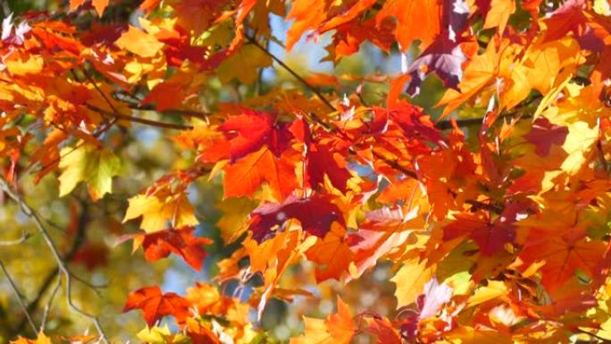 美丽的红色黄色和橙色秋叶在蓝色晴朗的天空下在树上。自然场景。微风轻拂树叶