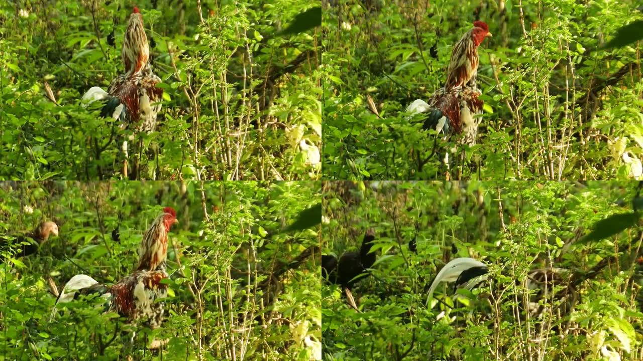 鸡在灌木丛中行走。公鸡在寻找食物。家禽动物视频