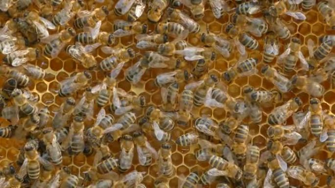 蜂群蜂巢上蜜蜂的4k特写