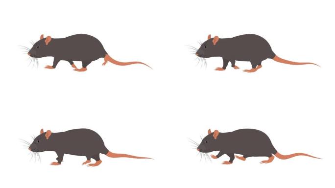 老鼠。动物是老鼠。卡通