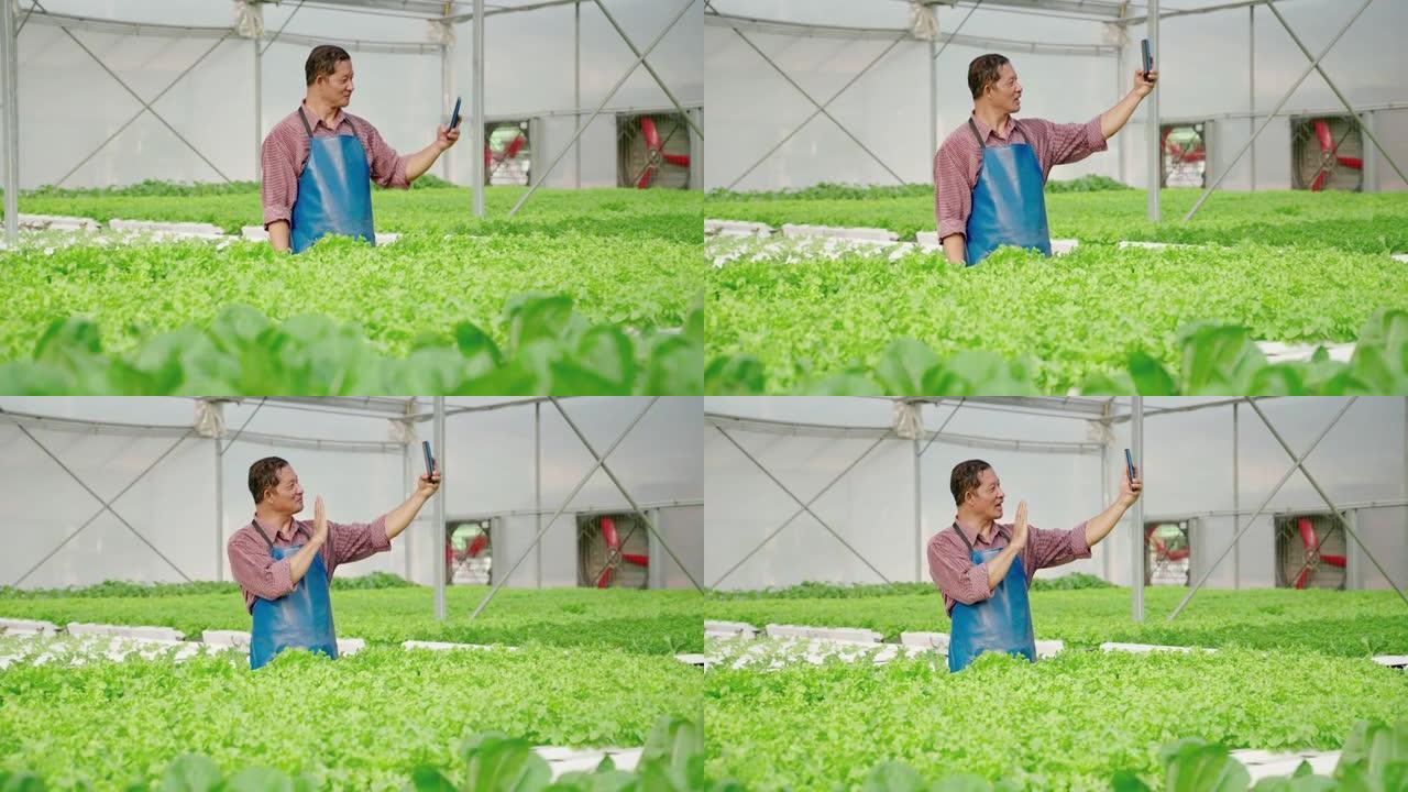 菜农在社交媒体上上网，使用智能手机与朋友交流。展示温室中的水培有机菜园