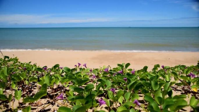 牵牛花在泰国Sattahip区的海边大量生长。