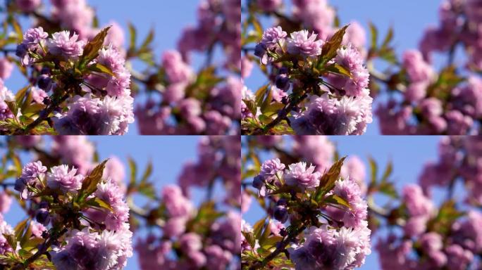 在蓝天下的树上盛开的粉红色花朵