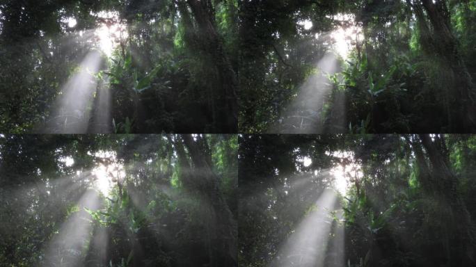 热带雨林，阳光和喷水对着树