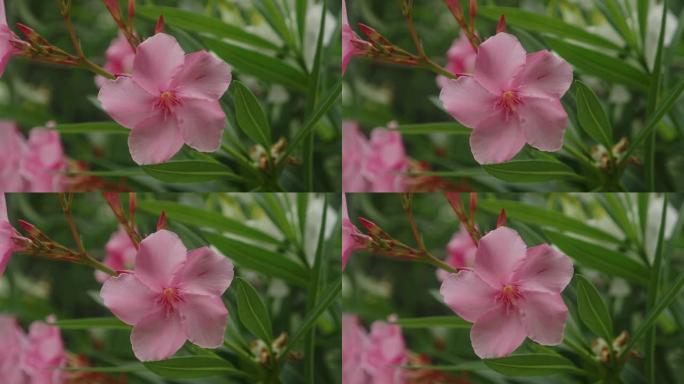 夹竹桃植物和粉红色的花