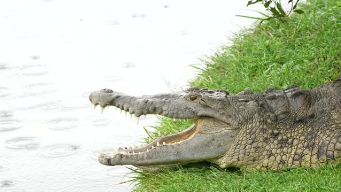 雨中河岸上的雌性美洲鳄鱼