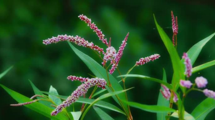 起绒花-拉丁名-仿金雀花