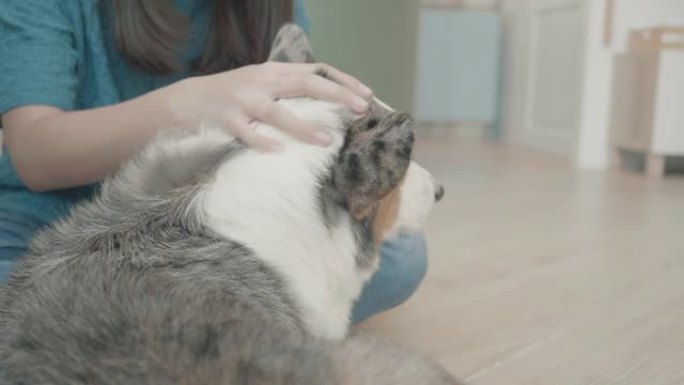 东南亚女子与婴儿威尔士柯基犬玩耍