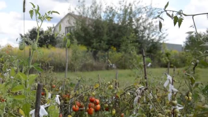 成熟的西红柿在花园里成熟了