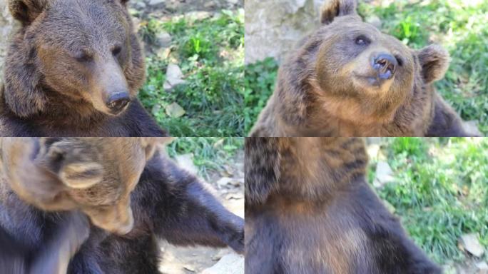 比利牛斯山脉的棕熊