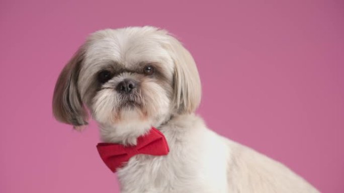 可爱的西施犬侧视，穿着粉红色背景的红色领结