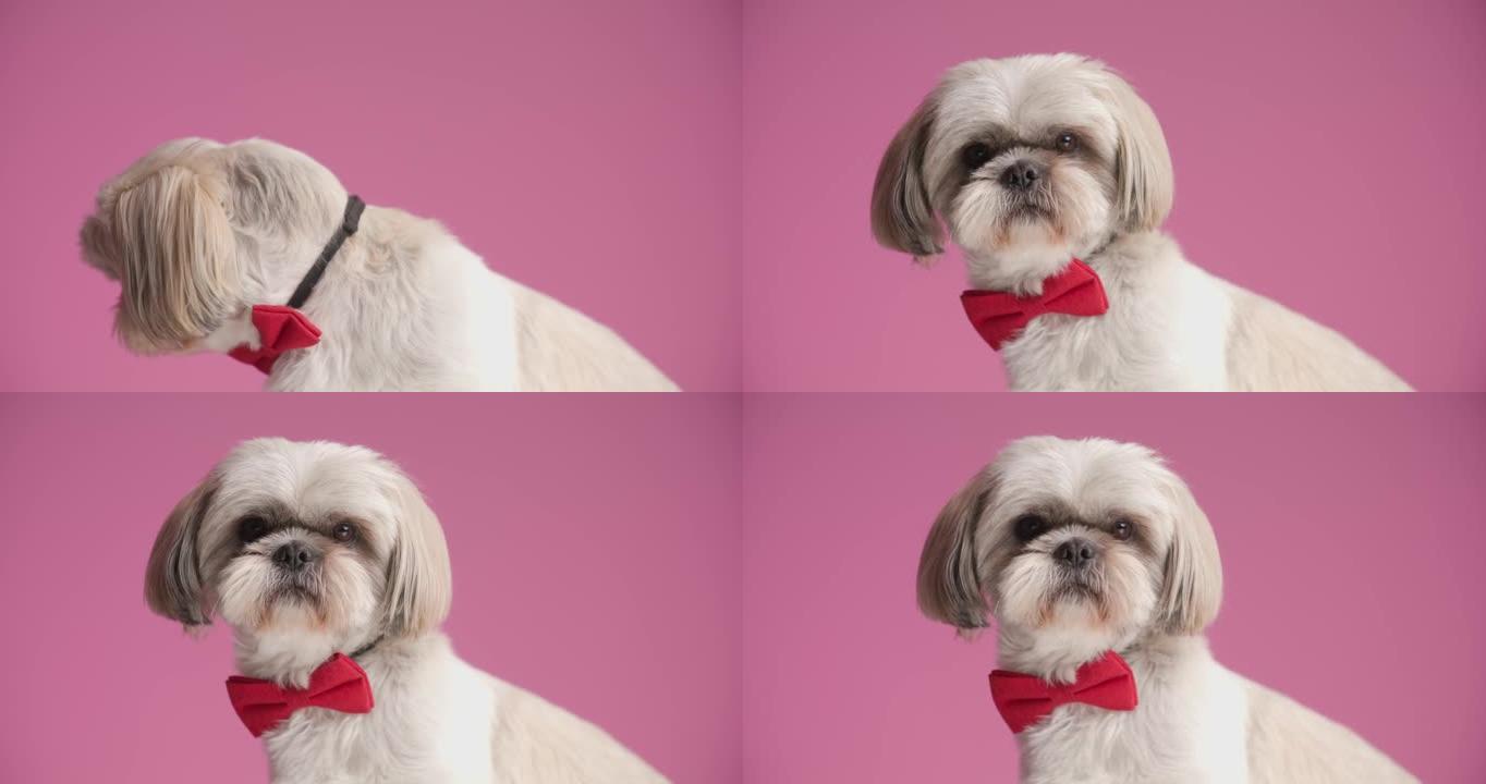 可爱的西施犬侧视，穿着粉红色背景的红色领结