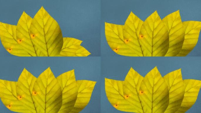 蓝色背景上的黄色秋叶动画
