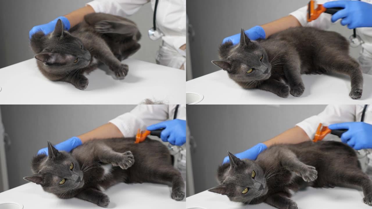 戴着手套的兽医用刷子给一只咄咄逼人的灰猫梳头