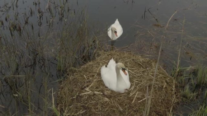 疣鼻天鹅 (天鹅座) 科繁殖期，下雨，白俄罗斯