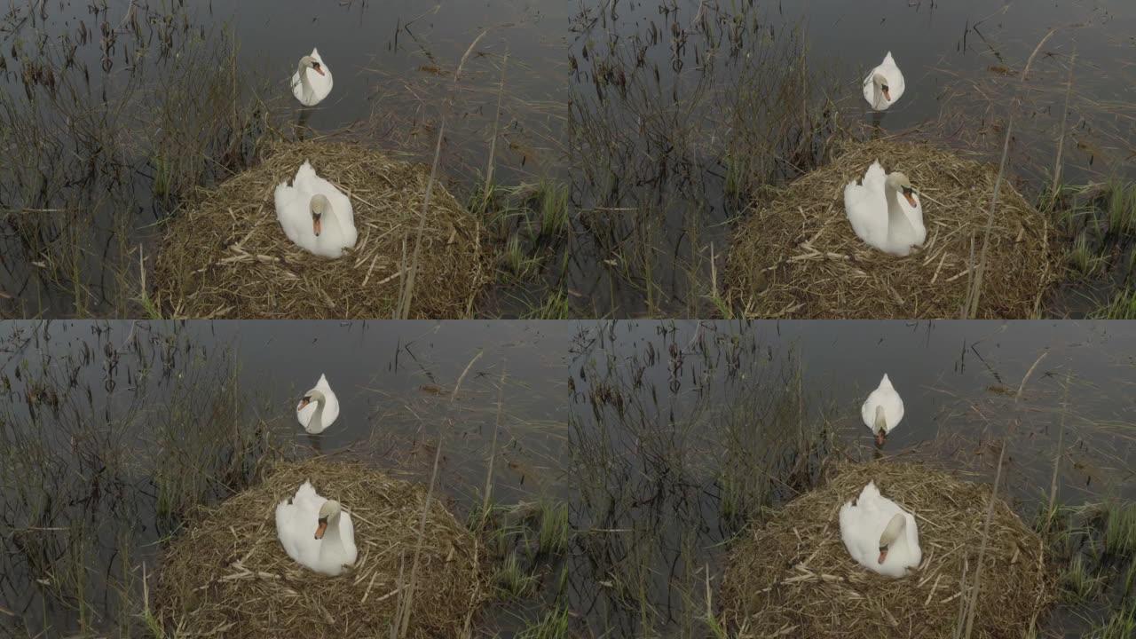 疣鼻天鹅 (天鹅座) 科繁殖期，下雨，白俄罗斯