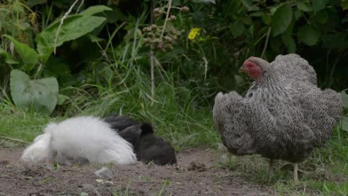 一只银制的怀恩多特母鸡pret着她的图案羽毛，其他鸡也