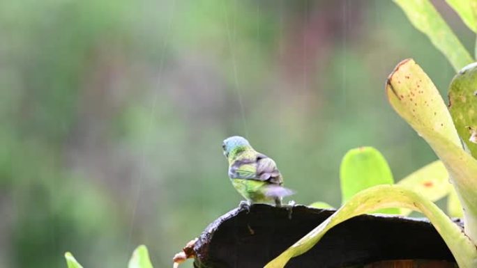 绿头唐纳格 (Tangara seledon) 在雨天在雨林中觅食。