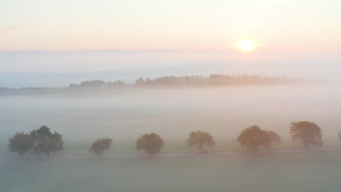 农业景观中的道路上的汽车。雾蒙蒙的田野里的日出。早晨飞越松树林的壮丽景色。一直到地平线都有神奇的雾。