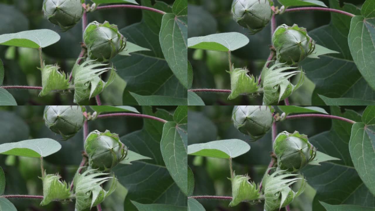 大型新鲜有机泰国品种杂交组棉球或棉花果实悬挂在印度棉田的棉花树枝上。高产棉花作物