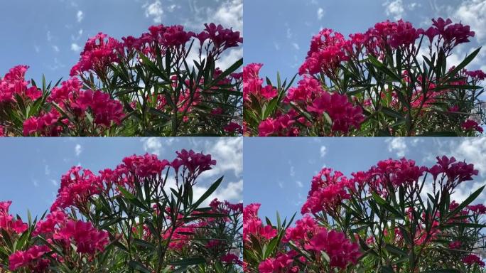 粉红色的夹竹桃花在蓝色的夏日天空下。美丽明亮的夹竹桃开花灌木在热带花园中对抗蓝色的天堂。田园诗般的自