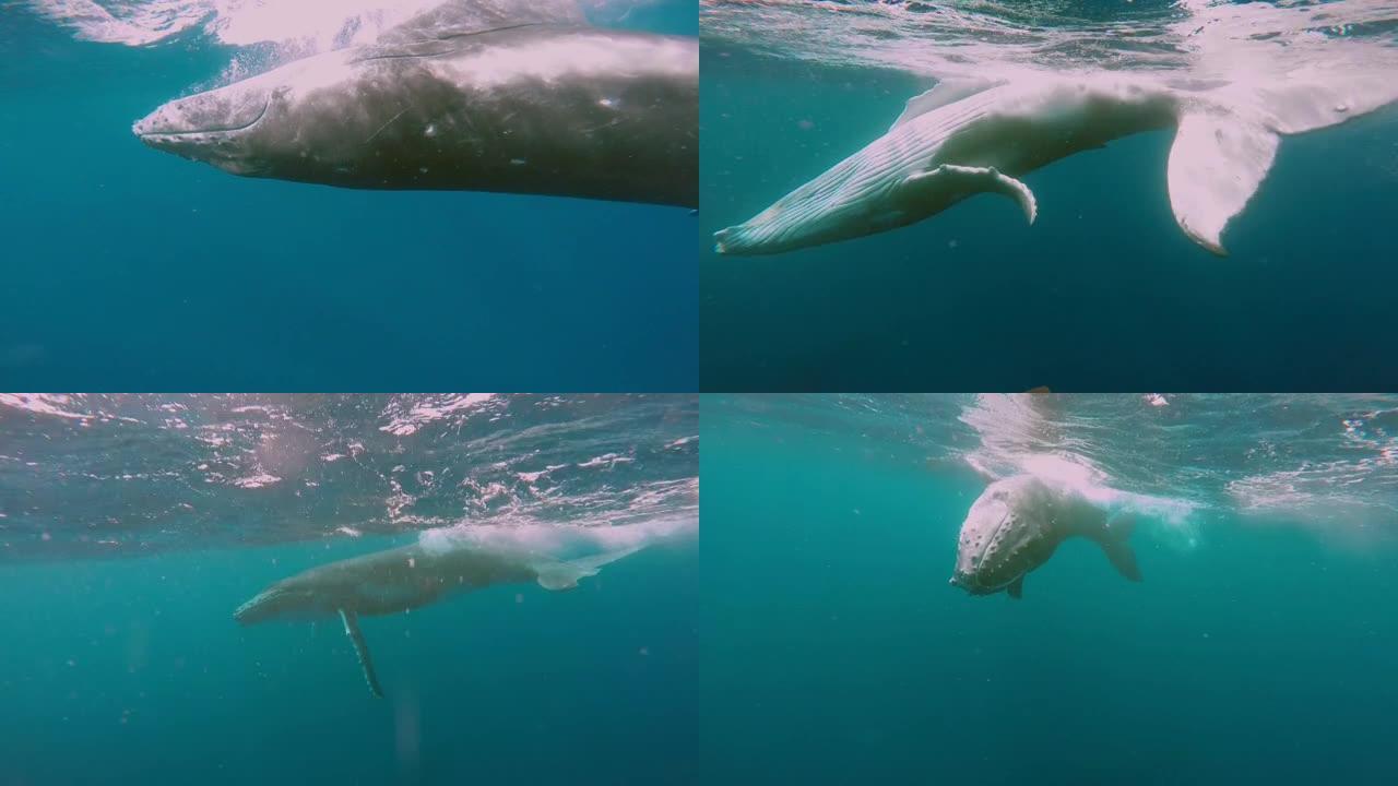 太平洋水下的特写鲸鱼。
