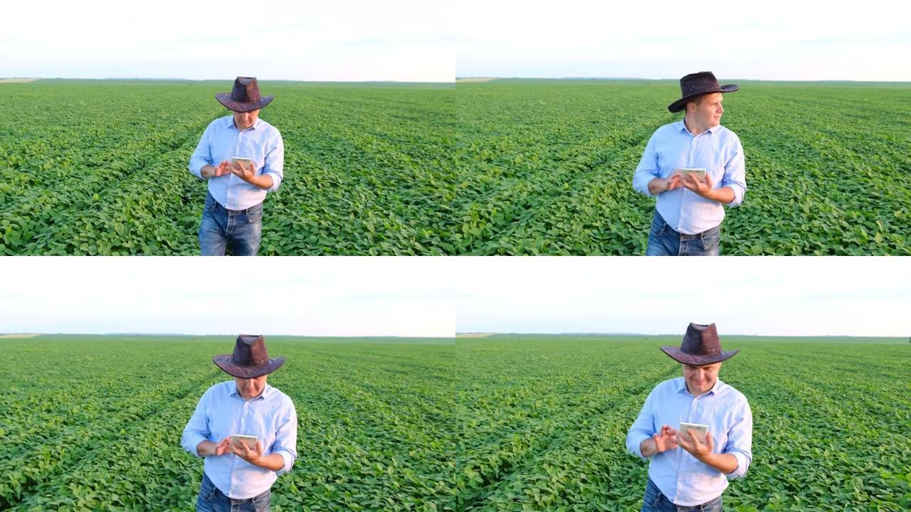 农业综合企业-使用片剂，绿色大豆田检查大豆的生长