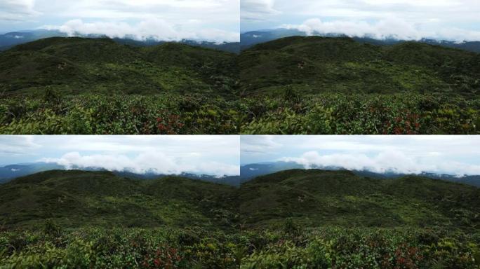 4k镜头探索热带山区大风。在泰国南部的雨林山上，雾滚滚而过。放松和户外概念