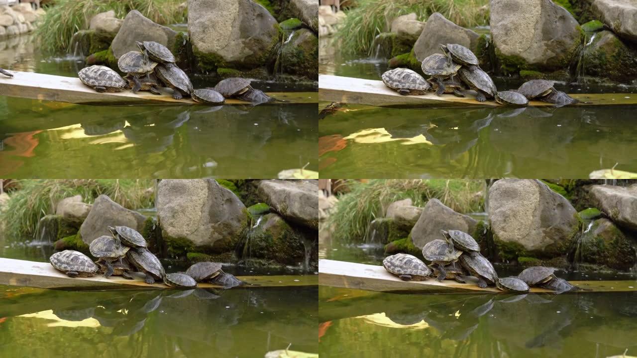 乌龟彼此躺在一起，从而建立了乌龟金字塔。动物在池塘里休息。许多海龟聚集在躺在水中的原木上。一群爬行动