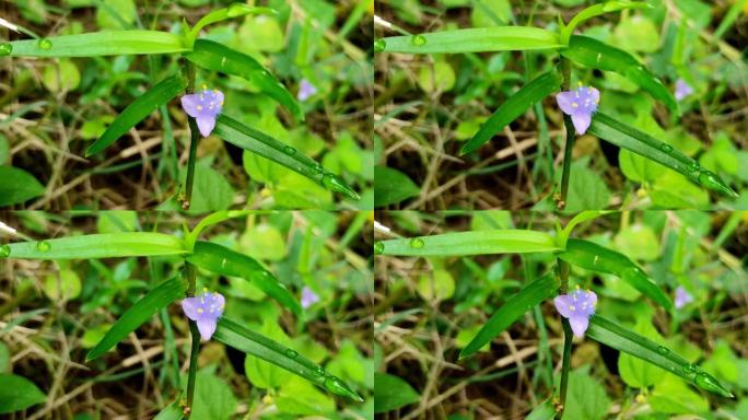 蓝藻花卉植物特写镜头