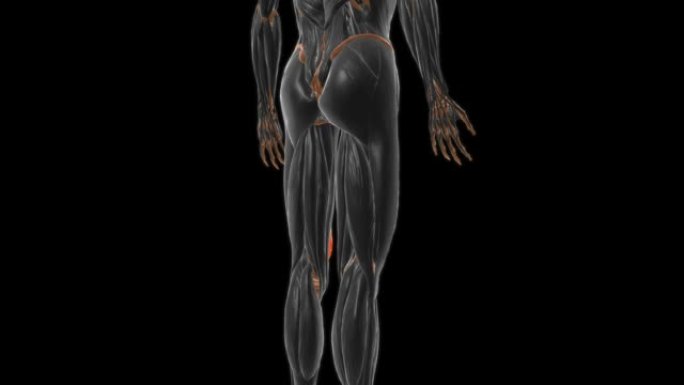 用于医学概念3D的股内侧肌肉解剖