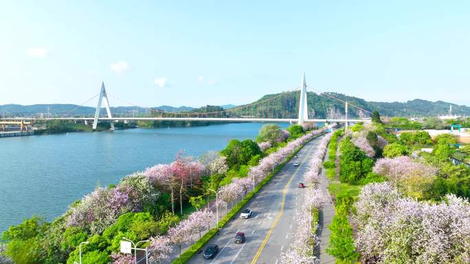 柳州鹧鸪江大桥