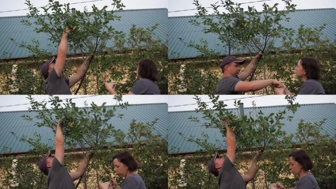 从树上摘樱桃。一男一女在屋后采浆果