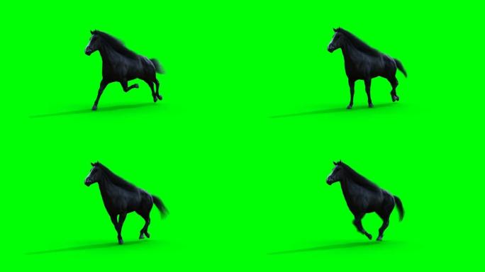 跑黑马。绿屏写实动画。