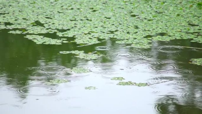 宁静湖上的浮萍水草
宁静湖上的浮萍水草
宁静湖上的浮萍水草